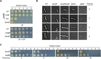 Oxidized OxyR Up-Regulates ahpCF Expression to Suppress Plating Defects of oxyR- and Catalase-Deficient Strains